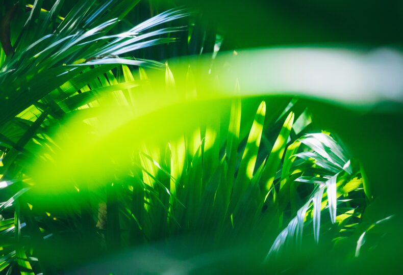 ベジファクトリーとは？植物工場の仕組みやメリットを徹底解説